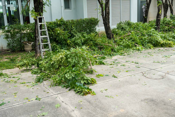 Trusted Floresville, TX Tree Care Services Experts